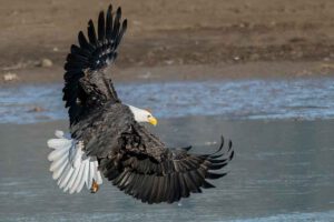 Ein Adler erhebt sich mit ausgebreiteten Flügeln in die Lüfte