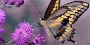 Ein Schmetterling sitzt auf einer lilafarbenen Blüte
