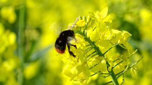 Eine Biene auf einer gelben Blume