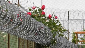 Stacheldrahtzaun mit Rosen zwischen den Drahtschlaufen