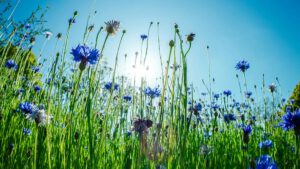 Blaue Blumen auf einer Wiese vor einem blauen Himmel