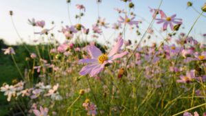 Eine Wiese mit lilafarbenen Blumen